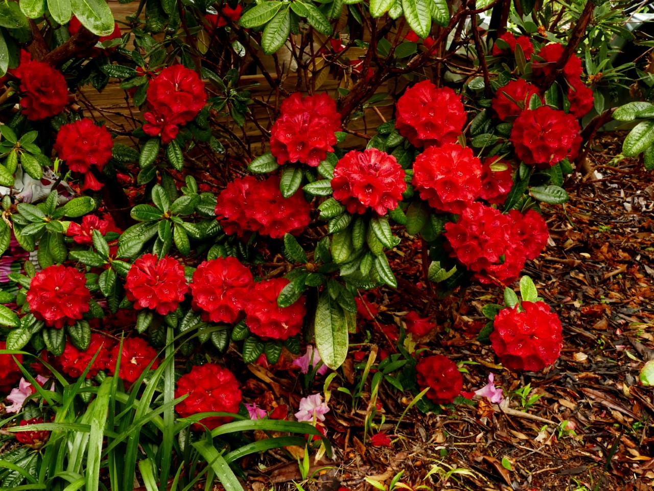 'Rubicon'
